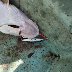 サンマリン 釣果