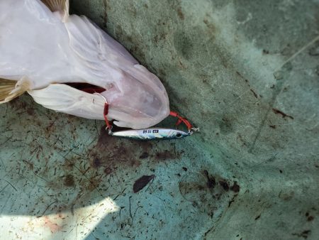 サンマリン 釣果