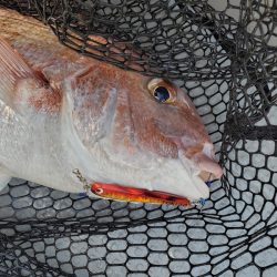 サンマリン 釣果