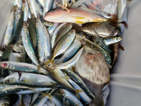 サンマリン 釣果