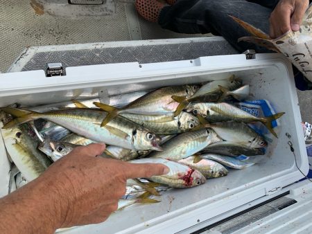 ランスルー 釣果