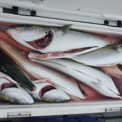 サンマリン 釣果