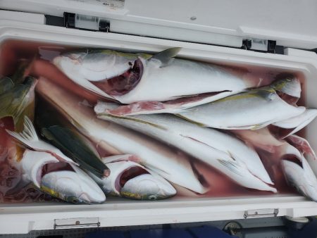 サンマリン 釣果