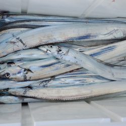 サンマリン 釣果