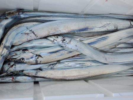 サンマリン 釣果