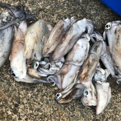 あみや渡船 JIGBOY 釣果