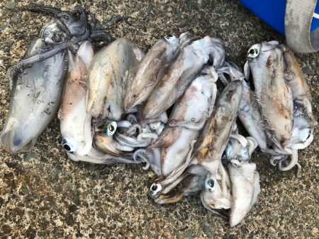 あみや渡船 JIGBOY 釣果