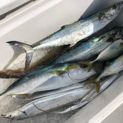 Chase(チェイス) 釣果