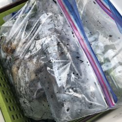 あみや渡船 釣果