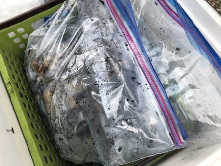 あみや渡船 釣果