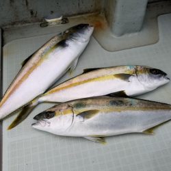 アマテラス 釣果