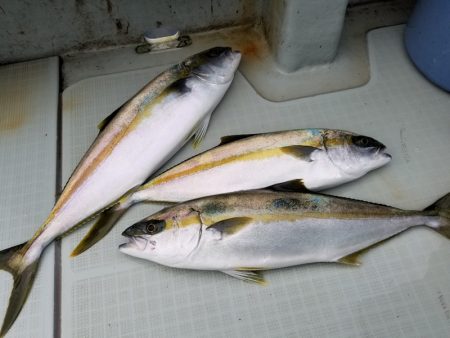 アマテラス 釣果