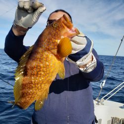 シーライオン 釣果