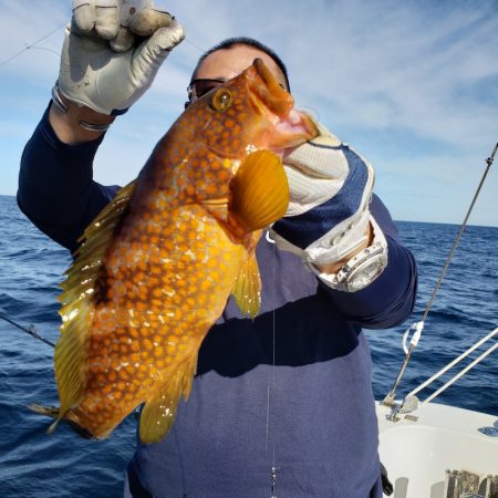 シーライオン 釣果