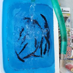 シーライオン 釣果