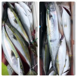 ビッグファイター 釣果