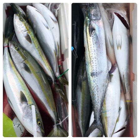 ビッグファイター 釣果