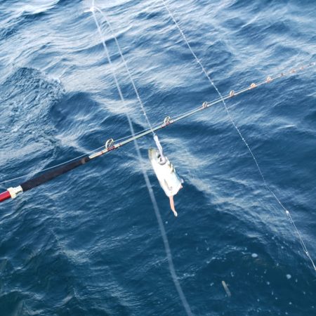 シーライオン 釣果