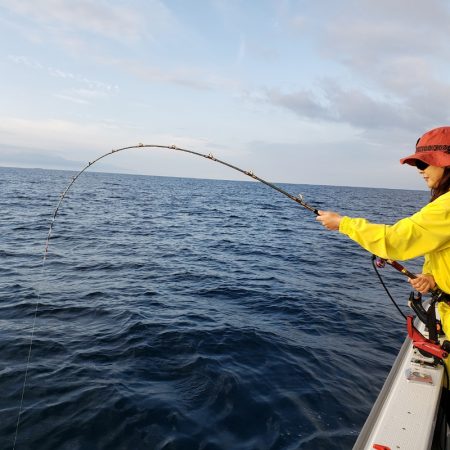シーライオン 釣果