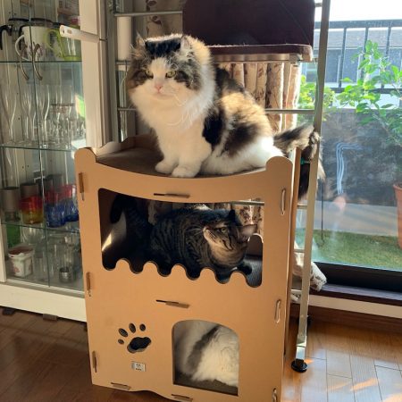 ランスルー 釣果