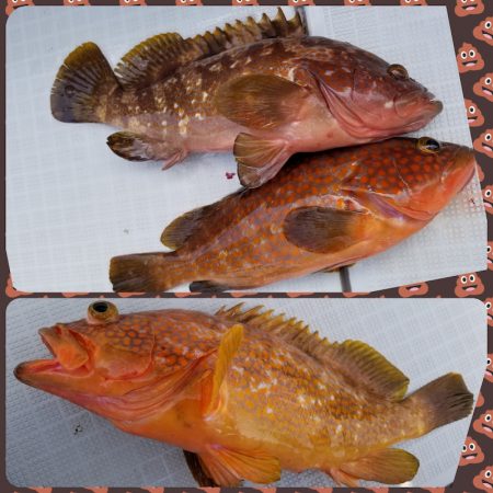 アマテラス 釣果