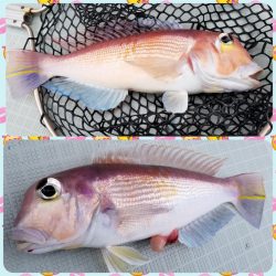 アマテラス 釣果