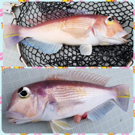 アマテラス 釣果