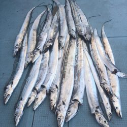 岡田釣船 八英丸 釣果