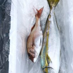 第二八坂丸 釣果