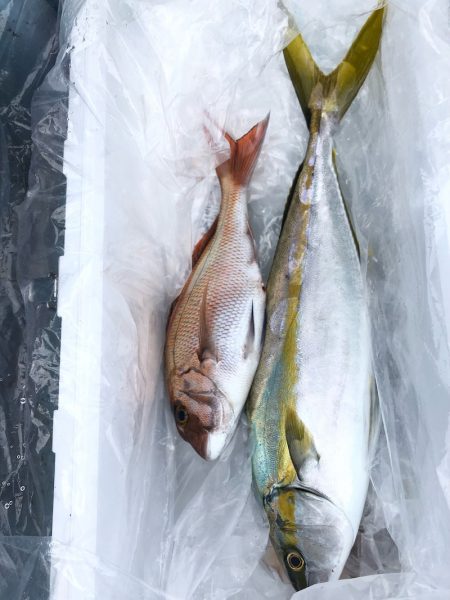 第二八坂丸 釣果