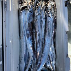 フィッシング キッタカ 釣果