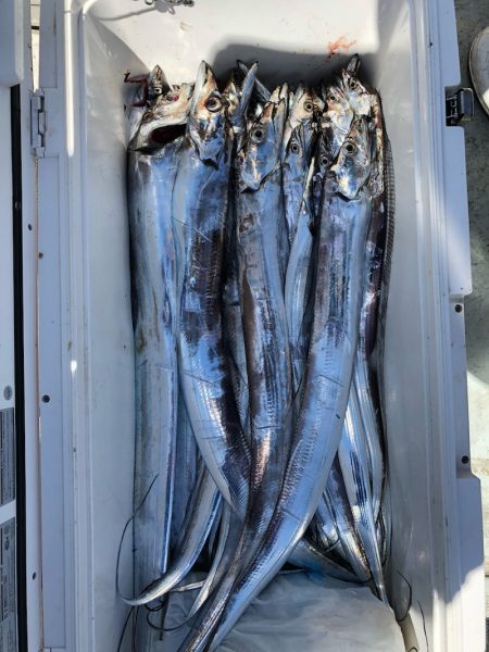 フィッシング キッタカ 釣果