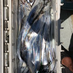 フィッシング キッタカ 釣果