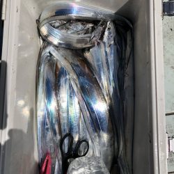 フィッシング キッタカ 釣果