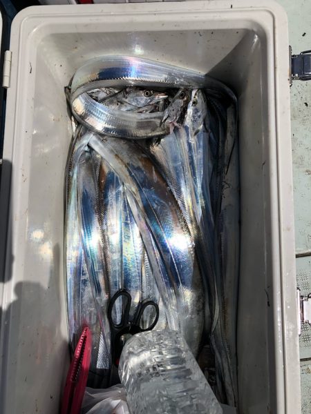 フィッシング キッタカ 釣果