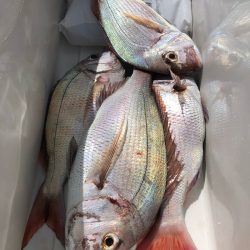 第二八坂丸 釣果