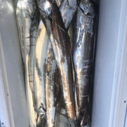 岡田釣船 八英丸 釣果