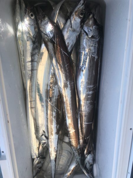 岡田釣船 八英丸 釣果