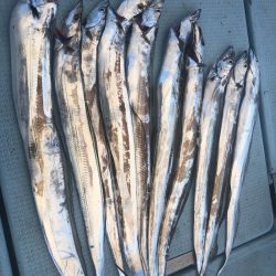 岡田釣船 八英丸 釣果