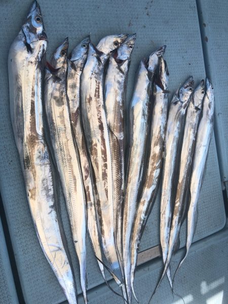 岡田釣船　八英丸 釣果