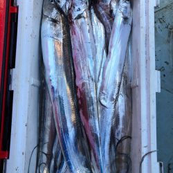 フィッシング キッタカ 釣果