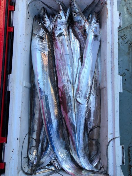 フィッシング キッタカ 釣果