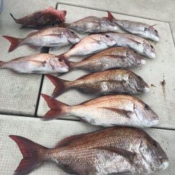 遊漁船メテオ 釣果