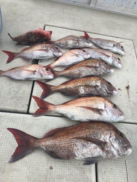 遊漁船メテオ 釣果