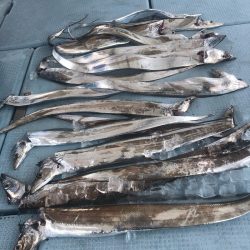 岡田釣船 八英丸 釣果