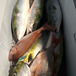 第二八坂丸 釣果