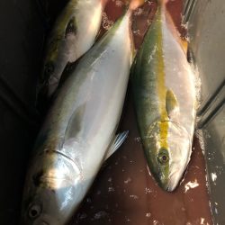 第二八坂丸 釣果