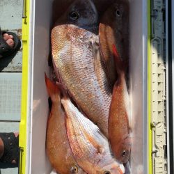 フィッシング キッタカ 釣果