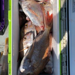 フィッシング キッタカ 釣果