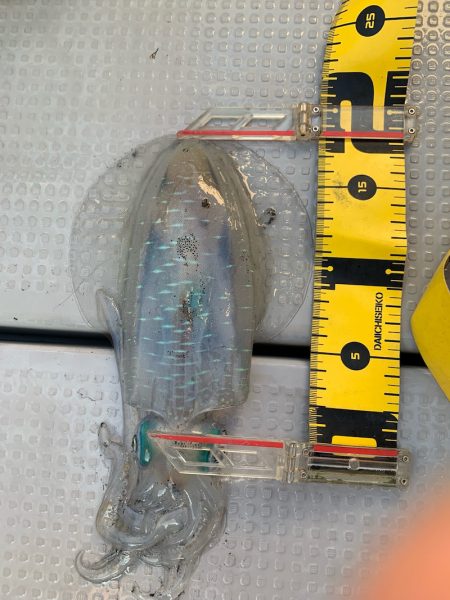 エヌスタイル 釣果